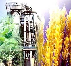 Thế giới tăng cường sản xuất và sử dụng ethanol sinh học ảnh 1