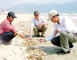 Dăm gỗ tràn đầy bờ biển Quảng Nam-Đà Nẵng từ sà lan Macro Polo 168 bị chìm