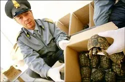 Du lịch với 367 con rùa