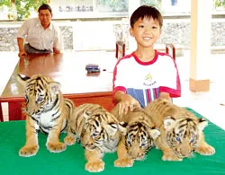 Chưa trung thực trong báo cáo lên Thủ tướng