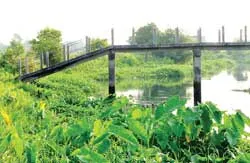 Lãng phí từ những cây cầu