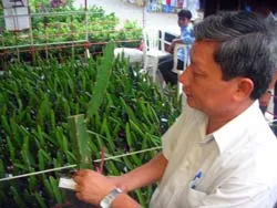 Xuất hiện nhiều nông trại trồng thanh long ruột đỏ