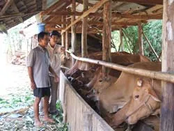 Vỡ mộng… bò vàng!