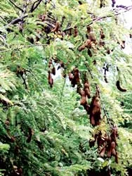 Thành phố tình yêu và nỗi nhớ