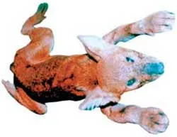 Trước nòng súng kíp