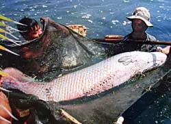 Cá lạ bắt được tại quận 2 (TPHCM): Là cá Hải Tượng vùng Nam Mỹ