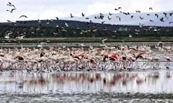 Hồng hạc về sớm