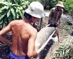 Phát hiện thêm con cá Hải Tượng thứ 2