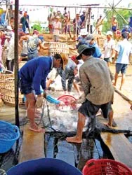 Thời cá tra tạo tỷ phú