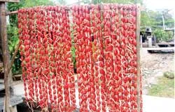 Tung – lò – mò