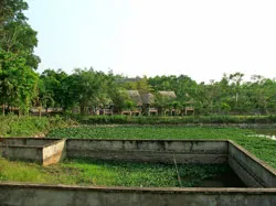 Đất rừng chỉ còn… trên giấy!