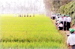 Nhiều lúa, nhiều khó khăn, nhiều bài học