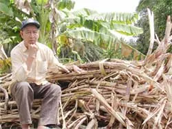 Doanh nghiệp cầu hòa, nông dân cầu... cứu!