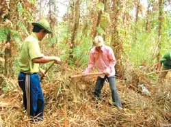 Nóng bỏng U Minh hạ ảnh 2