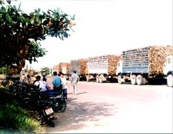 Tổ chức lại sản xuất, chế biến, tiêu thụ