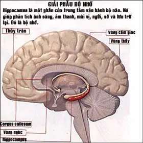 Bài 2: Trộn lẫn bộ óc với… máy!