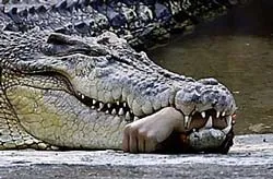 Đài Loan: Sanh nghề “bị thương”... nghiệp!