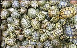 Dịch vụ bưu điện “xanh”