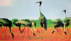 Kiên Giang: Sếu đầu đỏ giảm mạnh