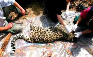 Thêm một báo Amur bị giết