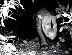 Malaysia quay được phim tê giác hiếm