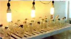 Sử dụng đèn compact trong nuôi cấy, sản xuất cây hoa