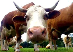 Bò bầu làm loạn