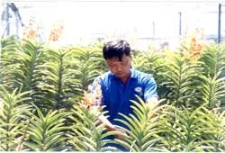 Có thể cạnh tranh với Thái Lan, nếu…