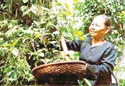 Nông dân Phú Quốc - Kiên Giang thu hoạch tiêu trong niềm vui trúng mùa. Ảnh: H. LỢI - Vietnamnews