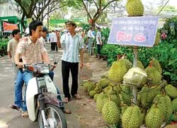 ĐBSCL: Cây giống và sầu riêng trái Ri-6 được ưa chuộng