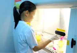 Sinh viên Khoa Công nghệ Sinh học Trường ĐH Nông Lâm TPHCM thực hành cấy mô trong phòng thí nghiệm công nghệ sinh học động vật. Ảnh: MAI HẢI