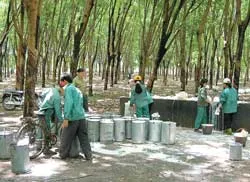 Thành lập Tập đoàn Công nghiệp cao su VN: Phát triển đa ngành, đa lĩnh vực