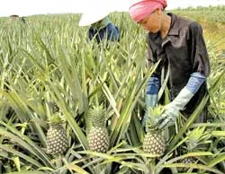 Xuất khẩu nông sản sau WTO: Sân chơi lớn, thách thức lớn hơn ảnh 2