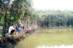 Câu cá giải trí