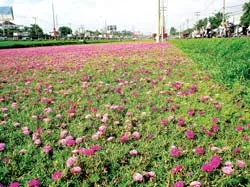 Ngắm hoa mười giờ nở