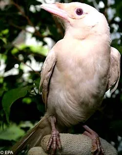 Phát hiện chim ác là hiếm