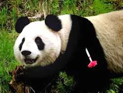 Gấu trúc Xiang Xiang tử thương