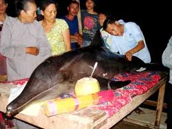 Bình Định: Một con cá heo sống 2 ngày trên bờ nhờ uống nước dừa…