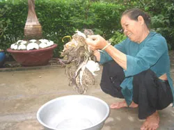 Soi ếch mùa nước nổi ảnh 2