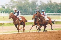 Sự kiện hy hữu tại trường đua Phú Thọ: Chủ ngựa Việt tẩy chay mã trường ảnh 1