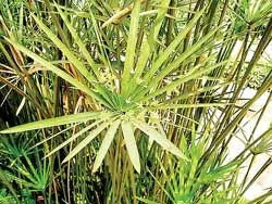 Khử mùi tanh nước giếng khoan