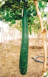 Nhà rông dài nhất Tây Nguyên ảnh 2