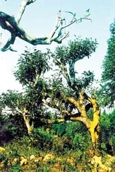 Nỗi lòng cây chè Yên Bái