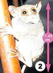 Guinness 2007: Công bố kỷ lục các con vật tí hon ảnh 2