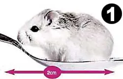 Guinness 2007: Công bố kỷ lục các con vật tí hon