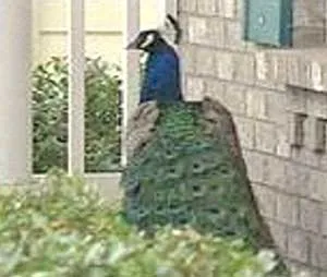 “Giải Nobel truyện tranh” đầu tiên của Nhật Bản ảnh 2