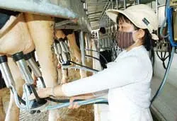 Giá mua sữa tươi nguyên liệu tăng mạnh: Bò sữa lại “lên ngôi”? ảnh 2