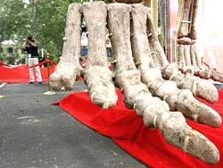 Trung Quốc: Ăn xương khủng long cho... khỏe