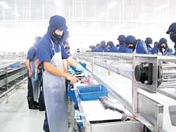 Phát triển ào ạt cá tra, ba sa ở ĐBSCL : Cá và người tranh giành… nước sạch! ảnh 2