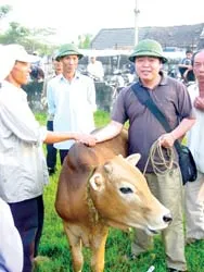 Đi chợ bò Ba Đồn ảnh 2